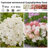 Гортензия метельчатая (Hydrangea paniculata) Граундбрейкер Блаш С5 РАст/25