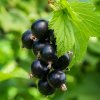 Смородина черная "Литвиновская" на фото