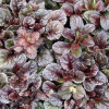 Живучка ползучая (Ajuga reptans) Махагон С2 РФр/26