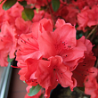 Азалия японская 