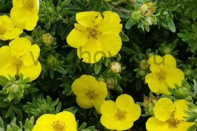 Лапчатка кустарниковая Лапчатка кустарниковая